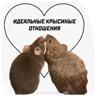 Обложка набора Крыски