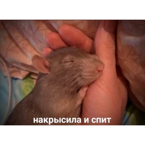Стикер 20 из набора Крысы
