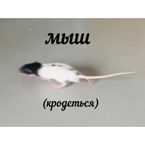Стикер 1 из набора Крысы