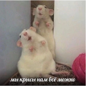 Стикер 6 из набора Крысы