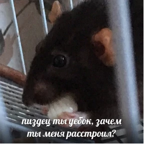 Стикер 32 из набора Крысы