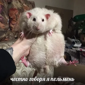 Стикер 33 из набора Крысы