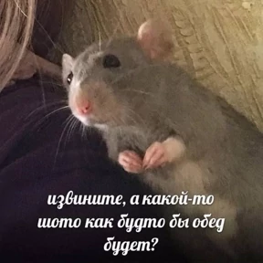 Стикер 35 из набора Крысы
