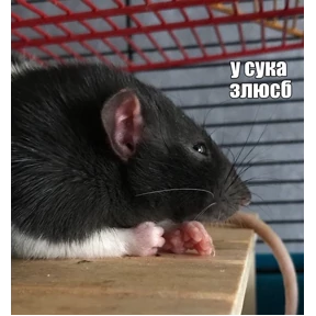 Стикер 36 из набора Крысы