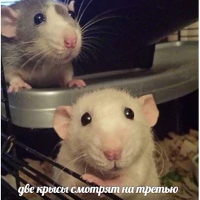 Стикер 40 из набора Крысы