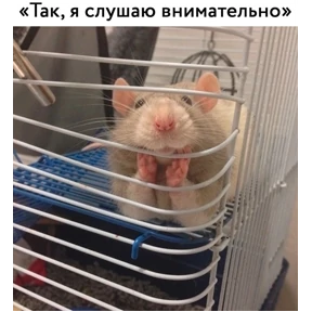 Стикер 43 из набора Крысы