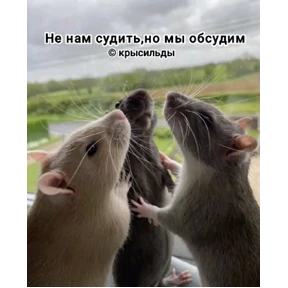 Стикер 53 из набора Крысы