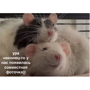 Стикер 5 из набора Крысы