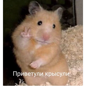 Стикер 59 из набора Крысы