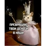 Обложка набора Крысы