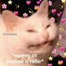 Обложка набора Ксенькины мемчики