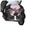 Обложка набора Loki the bully