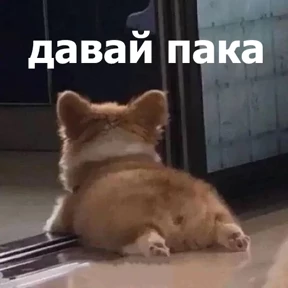 Стикер 13 из набора lolanimals4