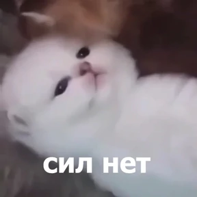 Стикер 27 из набора lolanimals4