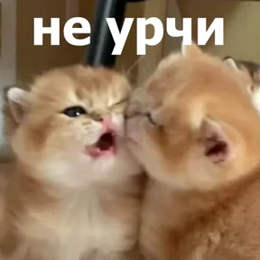 Стикер 72 из набора lolanimals4