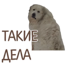 Стикер 98 из набора Мемасешная