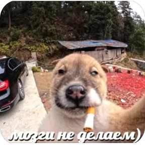Стикер 14 из набора мемчики 2