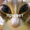 Обложка набора Memes 1