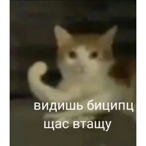 Стикер из набора мемные котики