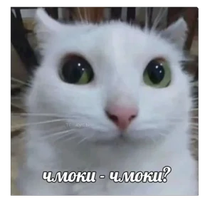 Стикер 10 из набора мемные котики