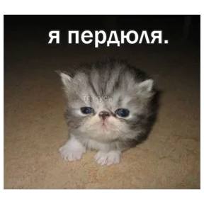 Стикер 11 из набора мемные котики