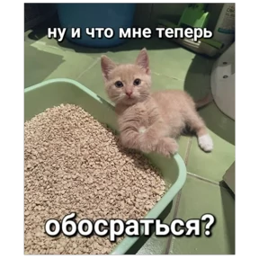 Стикер 3 из набора мемные котики