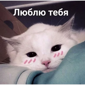 Стикер 13 из набора мемные котики