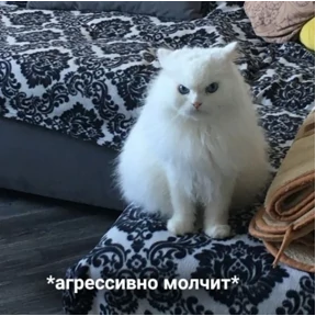 Стикер 15 из набора мемные котики