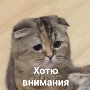 Стикер 16 из набора мемные котики