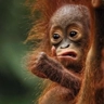Обложка набора Monkey