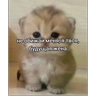 Обложка набора Нумы