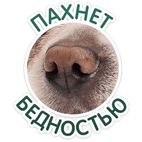 Стикер 2 из набора Пёсели