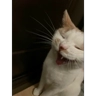 Обложка набора Рикотник