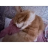 Обложка набора с Писюней