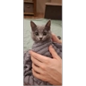 Обложка набора Шмоня
