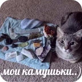 Стикер из набора Смешные котятки