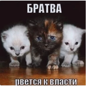 Стикер 5 из набора Смешные котятки