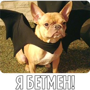 Стикер 51 из набора Собакены