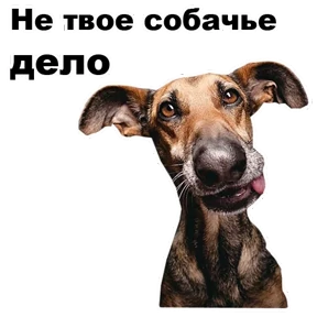 Стикер из набора Собаки-мемы 2
