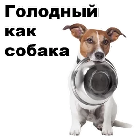Стикер 6 из набора Собаки-мемы 2
