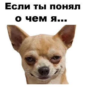 Стикер 5 из набора Собаки-мемы 2