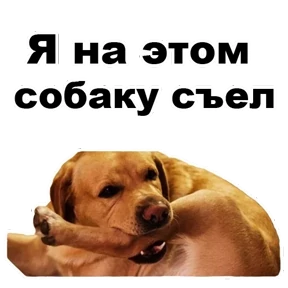 Стикер 8 из набора Собаки-мемы 2