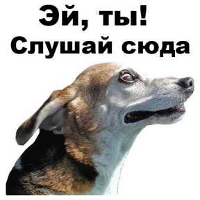 Стикер 11 из набора Собаки-мемы 2