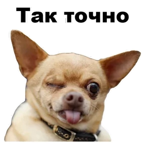 Стикер 3 из набора Собаки-мемы 2