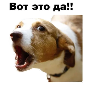 Стикер 14 из набора Собаки-мемы 2