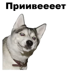 Стикер 19 из набора Собаки-мемы 2