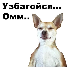 Стикер 1 из набора Собаки-мемы 2