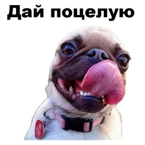 Стикер 23 из набора Собаки-мемы 2
