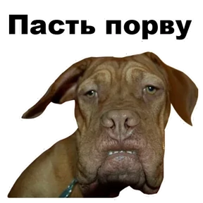 Стикер 24 из набора Собаки-мемы 2