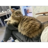 Обложка набора Софи